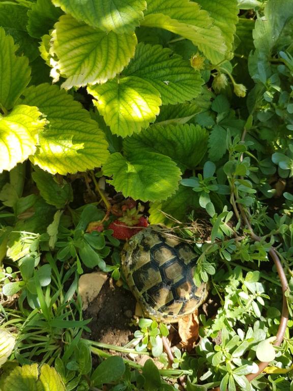 Gabi Rooms & Studio Apartment - 13