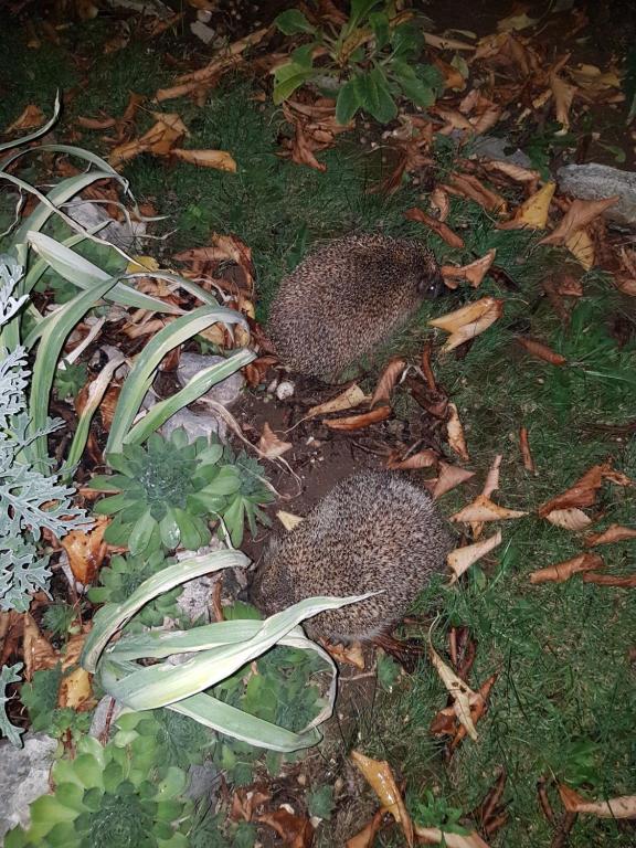 Gabi Rooms & Studio Apartment - 15