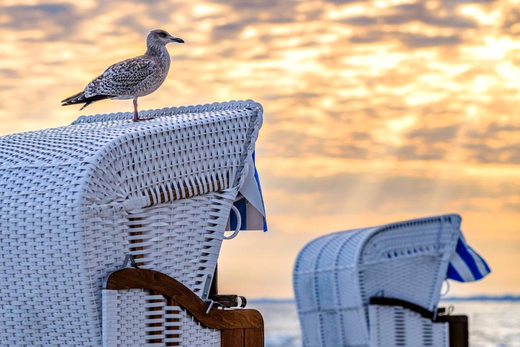 een vogel die achterop een tafel zit bij Hotel Waldperle in Göhren