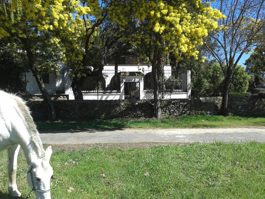 un caballo blanco pastando en un campo de hierba en Casa Rural La Vallejera, en Tejeda de Tiétar