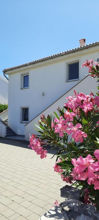 a bunch of pink flowers in front of a building at Apartments Ivan in Povljana