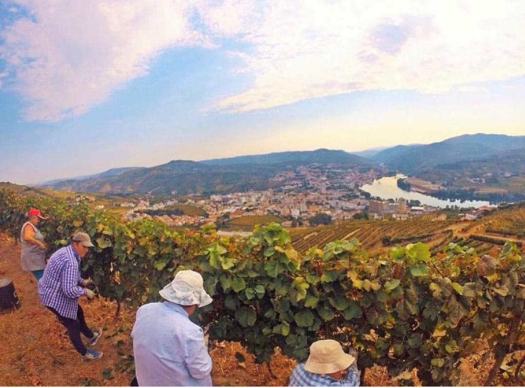 Quinta Pecêga - AL - 16