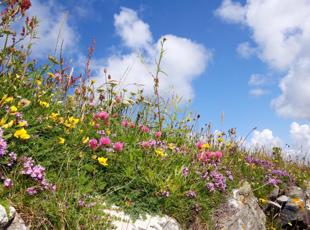 a field of flowers on the side of a hill at Meadow Cottage in Belmullet