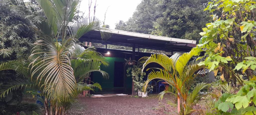 a green building with palm trees in front of it at Our Home Corcovado in Drake