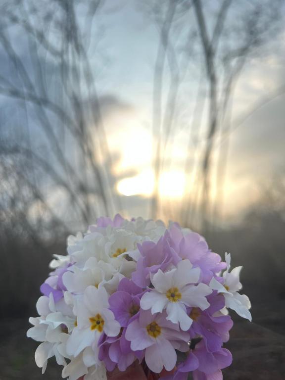 ein Strauß von lila und weißen Blumen mit der Sonne im Hintergrund in der Unterkunft Samir's villa in Qəbələ