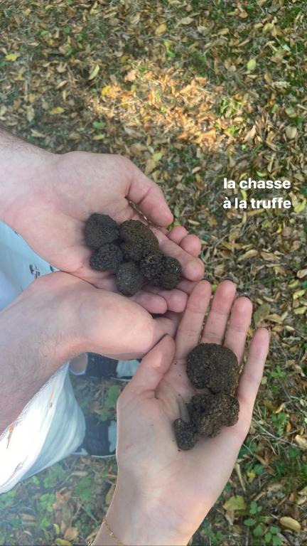 Zwierzęta w obiekcie B&B lub w pobliżu