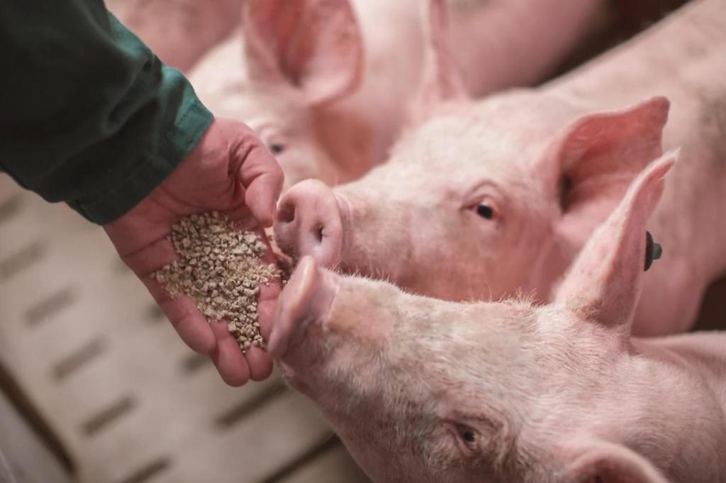 Tiere in der Ferienwohnung oder in der Nähe