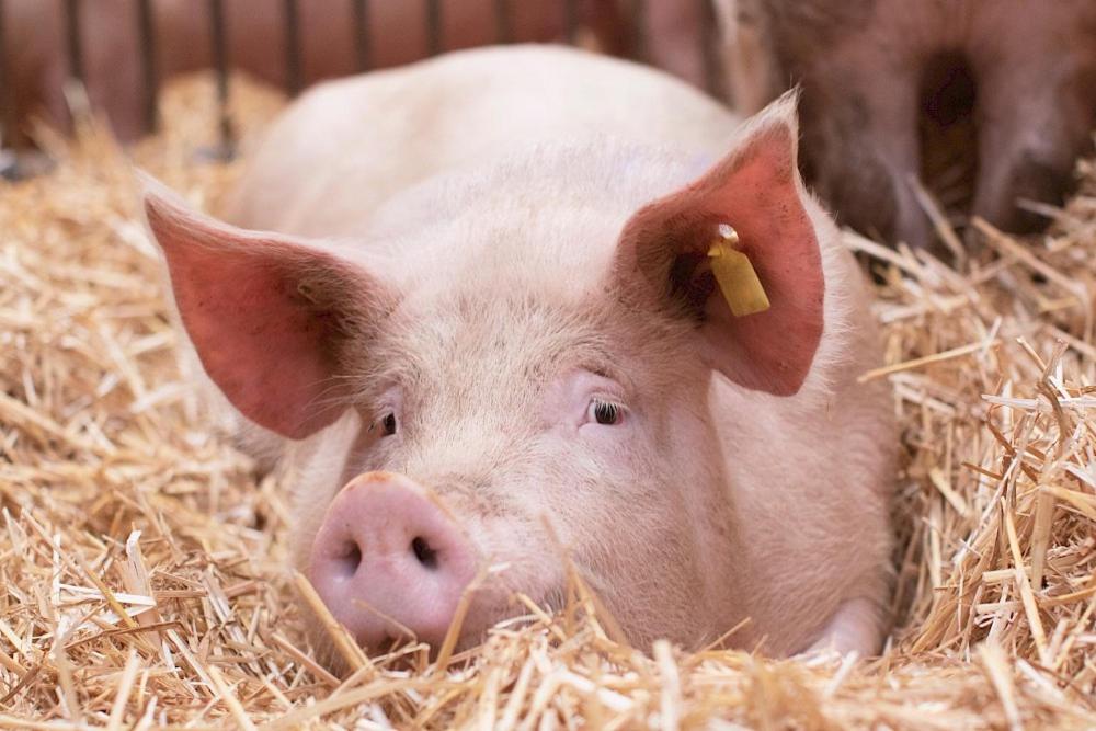 Tiere in der Ferienwohnung oder in der Nähe