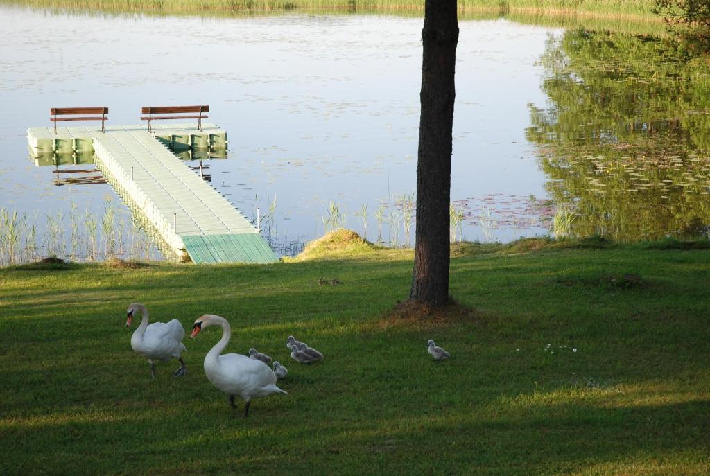 Vaizdas į šalia apartamentų tekančią upę