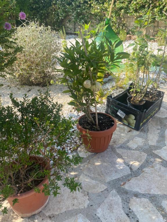 Zahrada ubytování APulia casa e cucina