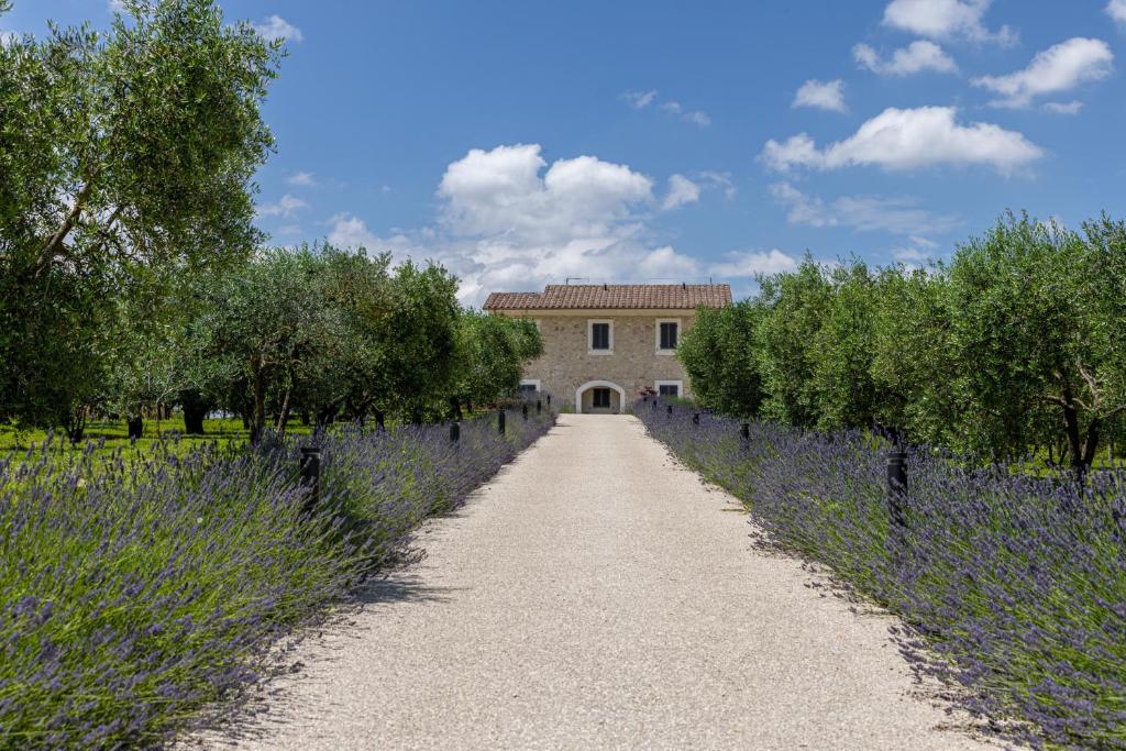 un chemin menant à un bâtiment avec un champ de lavande dans l'établissement TENUTA FOGLIANI, à Visciano