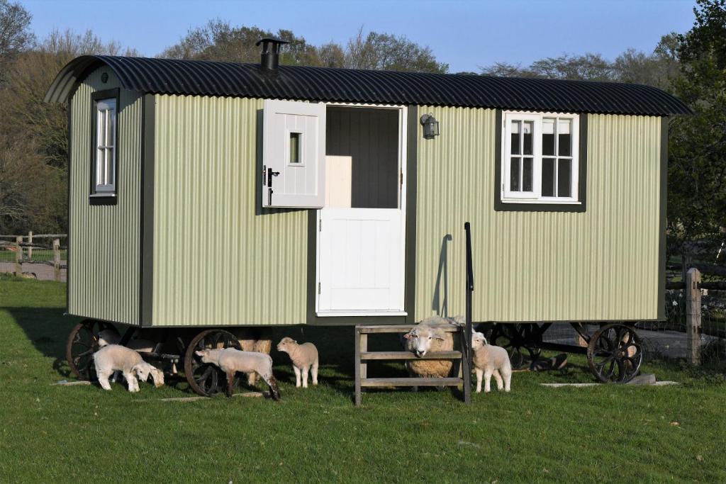 a group of sheep standing in front of a tiny house at SHEPHERDS HUT in Kent