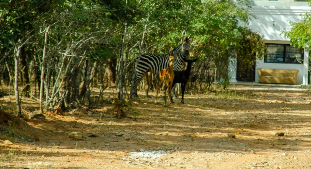 a zebra and a gazelle standing under trees at Nsunge Nsunge Farm and Natural Resort in Lusaka