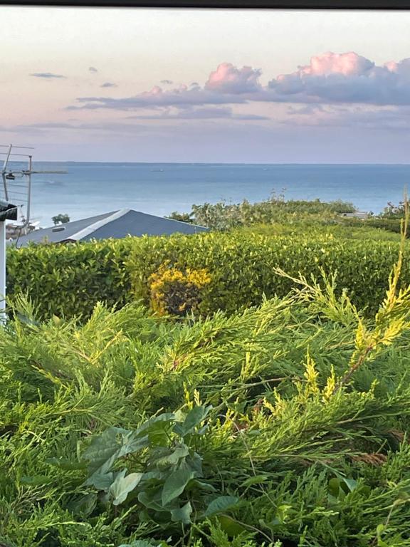 un campo di piante con l’oceano sullo sfondo di Jone’s Cove a Swanage