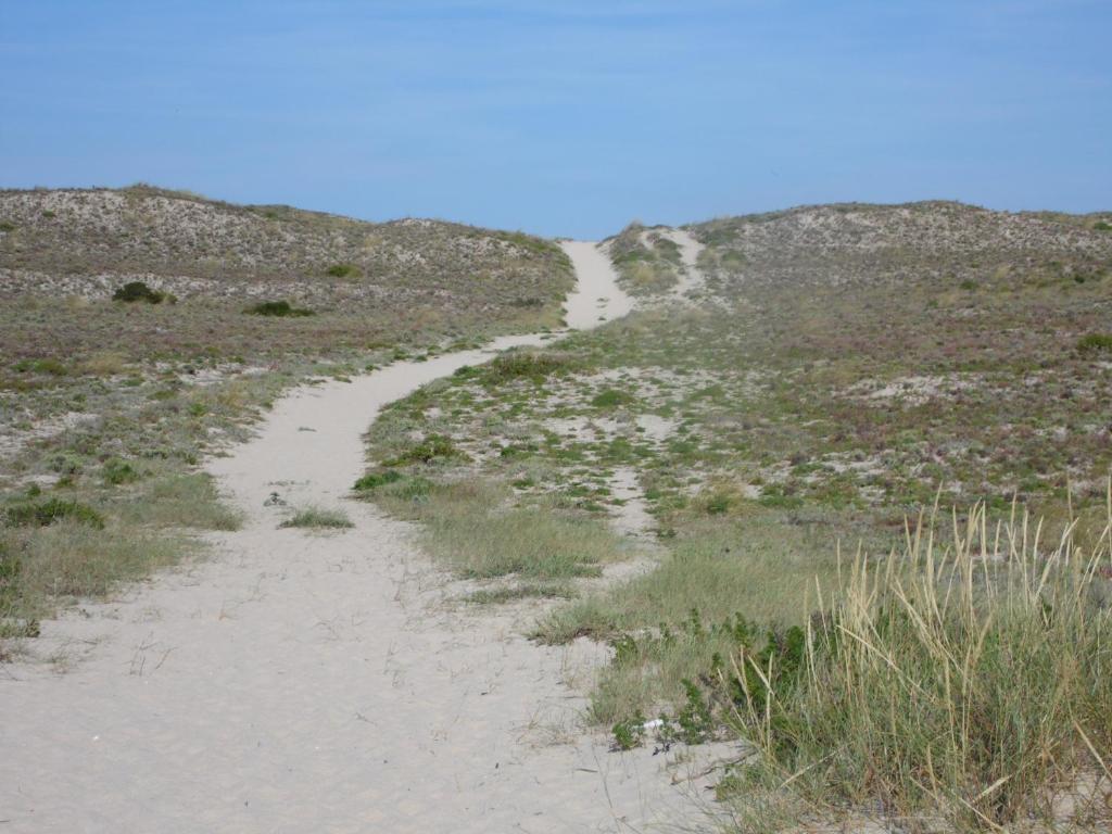 a sandy path through a desert with grass and weeds at Peniche Blue Wave Home in Peniche