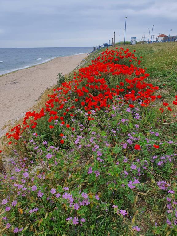 a field of red and purple flowers on the beach at Apartament vacanta in Mangalia