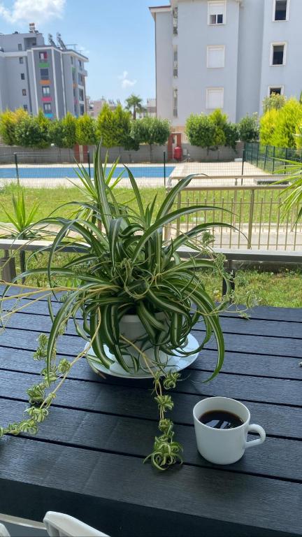 a potted plant sitting on a table with a cup of coffee at Serenity Apart in Antalya