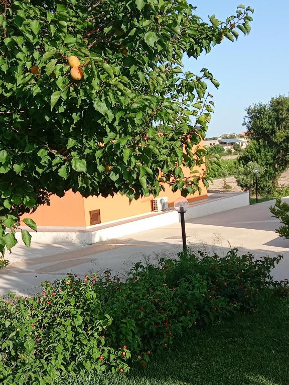 an orange tree in front of a building at Il Poggetto Marzamemi - Le Villette in Marzamemi