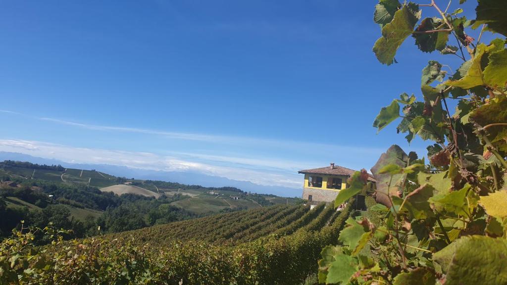 een wijngaard in de heuvels met een gebouw op een heuvel bij Casa Vacanza Dany House in Dogliani