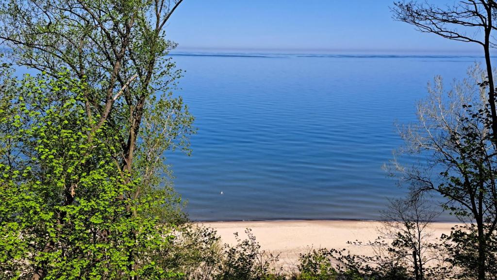 a view of a body of water from between two trees at Sandy Squirrel in Union Pier