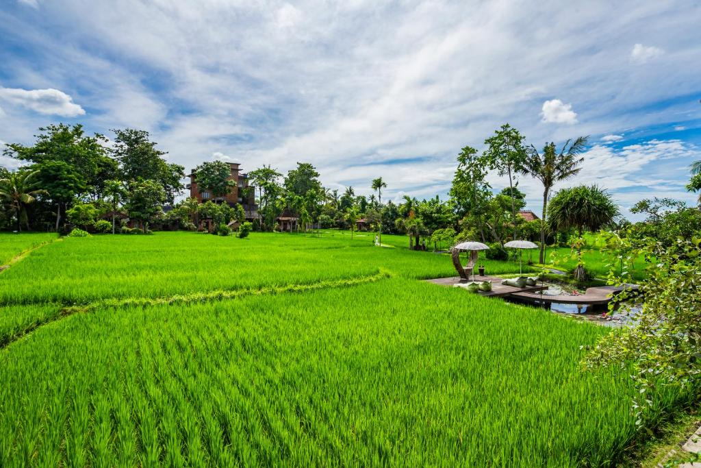 a large field of green grass with umbrellas in it at KajaNe Yangloni at Ubud Bali in Ubud