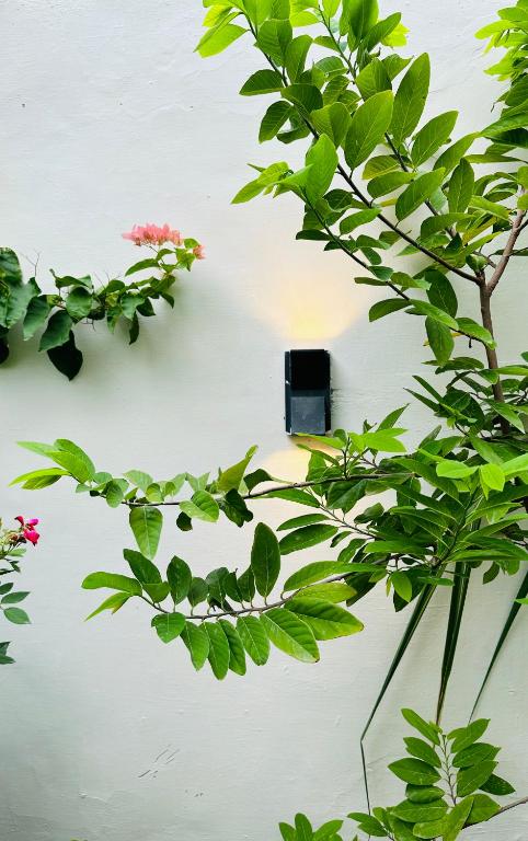 Zahrada ubytování AnandMai Ghar - A Homestay in Gwalior