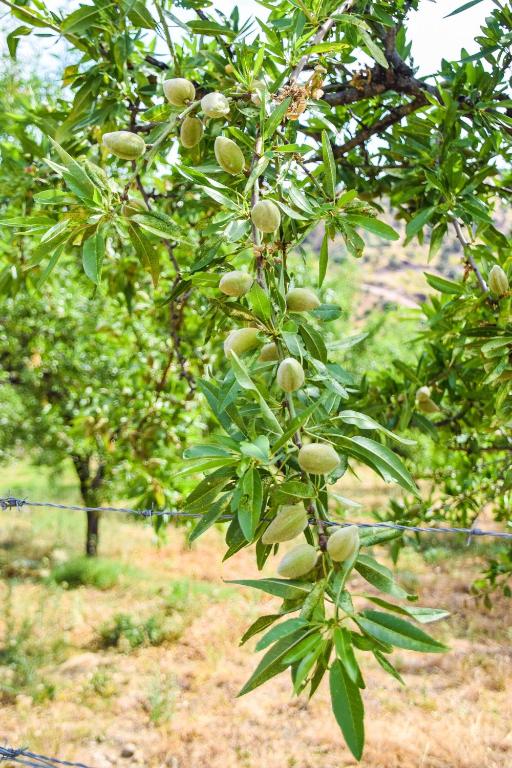 Casas Rurales Los Algarrobales - 15
