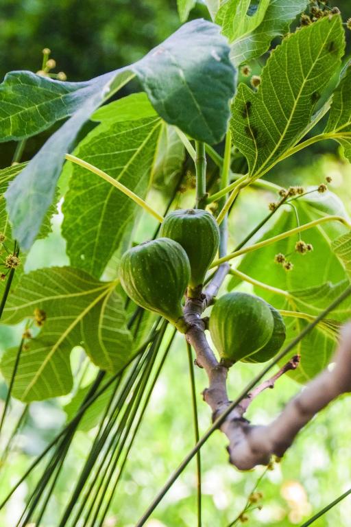 Casas Rurales Los Algarrobales - 16