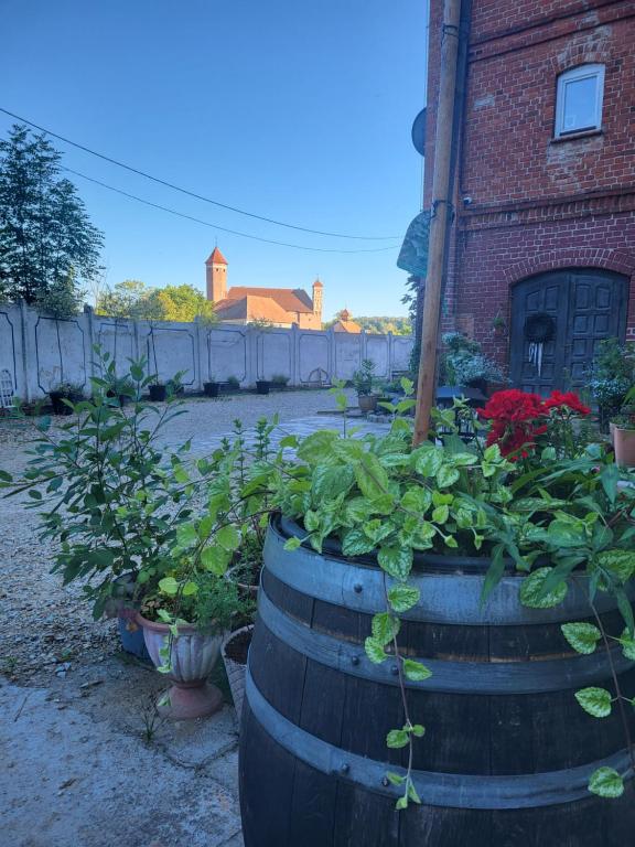 Zahrada ubytování Krzywa Apartamenty