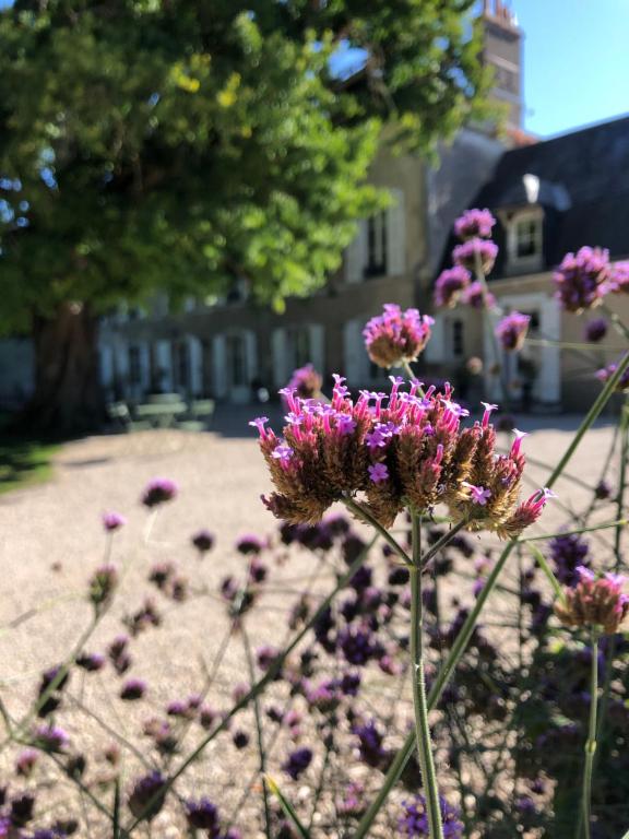kupę fioletowych kwiatów przed budynkiem w obiekcie Domaine Saint-Hilaire w mieście Meung-sur-Loire