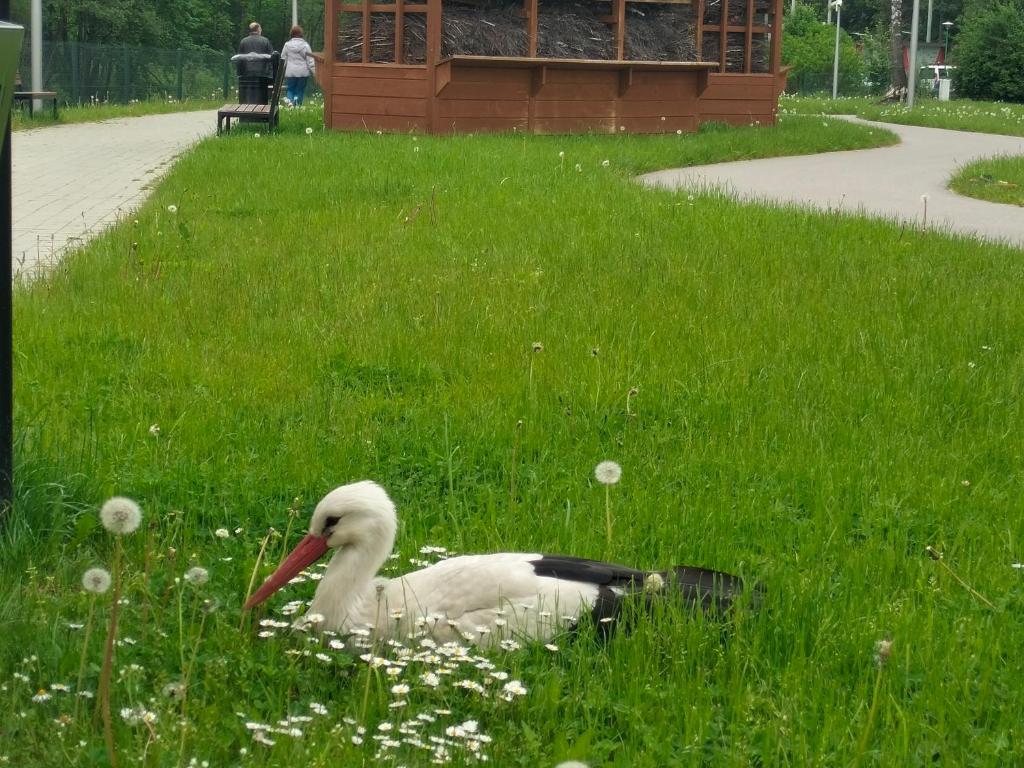 Zvieratá v penzióne alebo blízkom okolí
