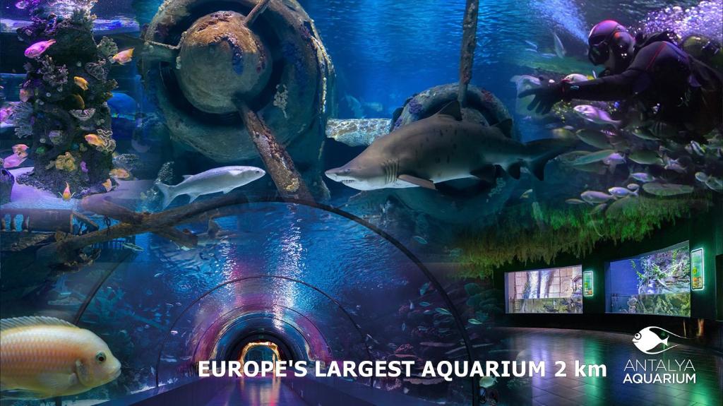 Dumlupınar Royal Rooms - 8