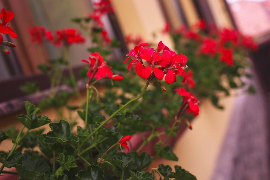 Pension Brasovu Vechi - Resim 22