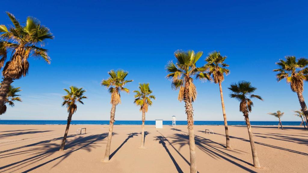APARTAMENTO 1ª LÍNEA EN PLAYA DE GANDÍA في Playa de Gandia: مجموعة من أشجار النخيل على الشاطئ