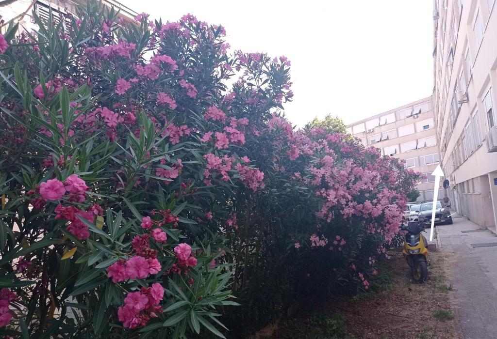 Fibula Apartment Zadar - 10