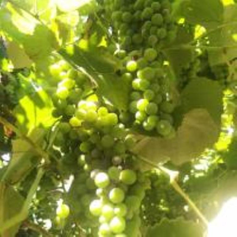 a bunch of green grapes on a tree at Villa Valeria Thassos in Limenas