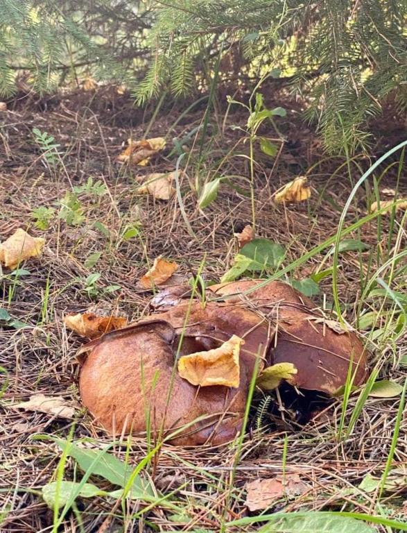 a pile of mushrooms on the ground in the grass at Family Resort in Mostiska