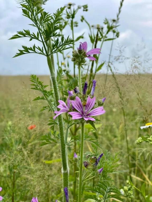 a purple flower in the middle of a field at Family Resort in Mostiska