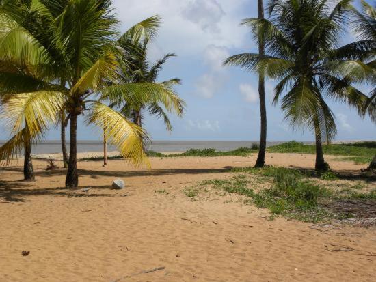 dos palmeras en una playa de arena cerca del océano en Beau T3 proche plage secteur Montabo à Cayenne en Cayenne