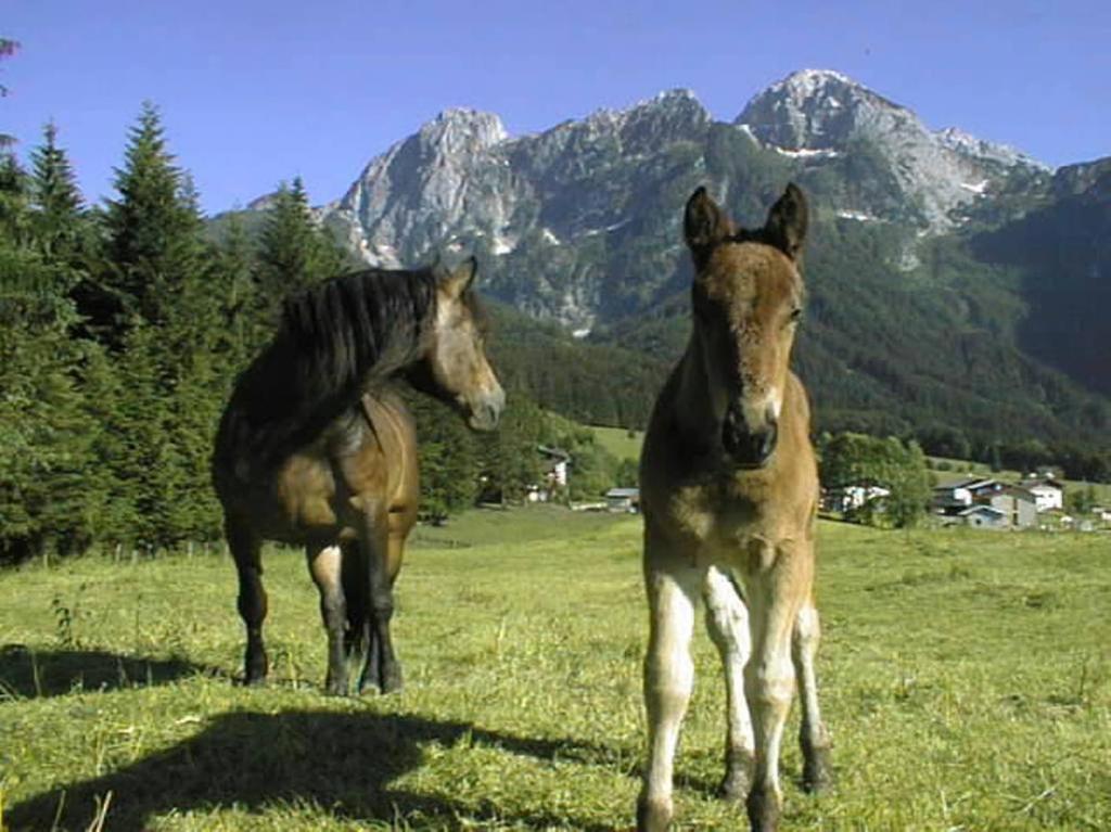 Zvieratá na farme alebo blízkom okolí