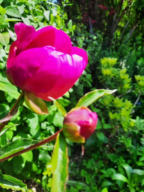 Deux roses roses poussent dans un jardin dans l'établissement Hollybank, à Earnley