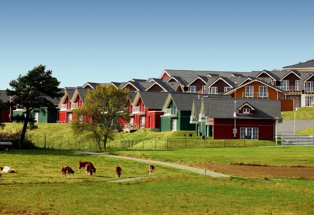 a group of cows walking in a field in front of houses at Lindner Hotel Nurburgring Ferienpark, part of JdV by Hyatt in Nürburg