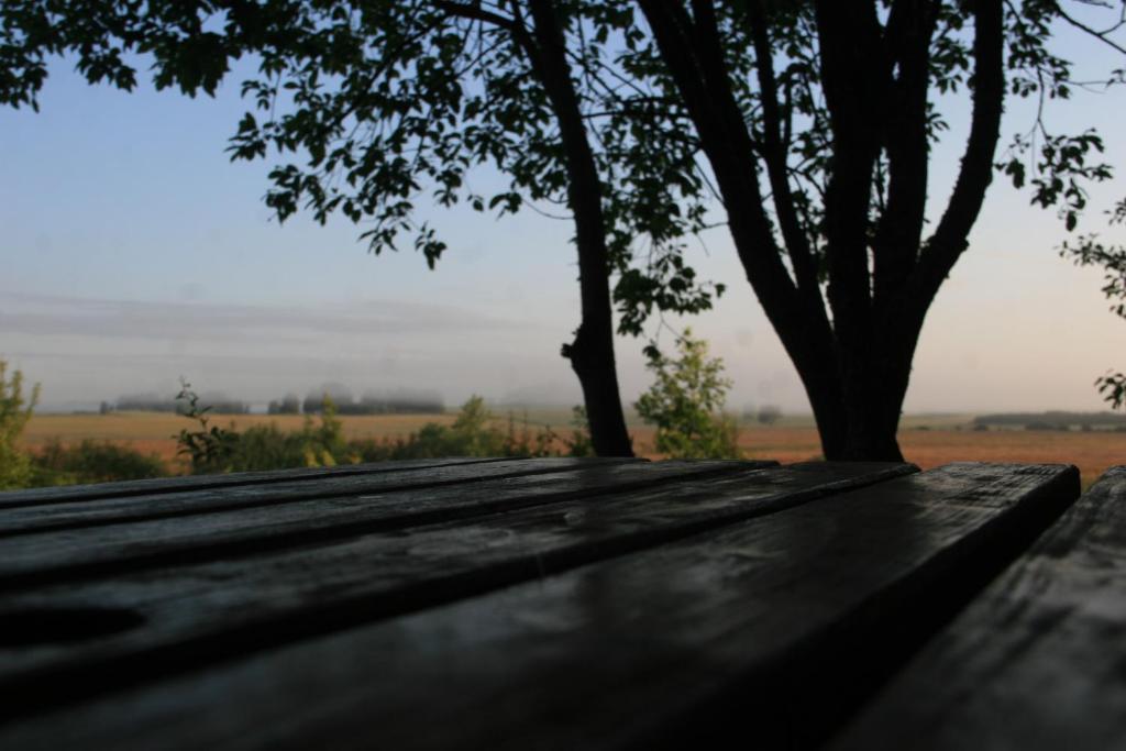 a wooden bench with a tree in the background at Caravan Yard in Valdemārpils