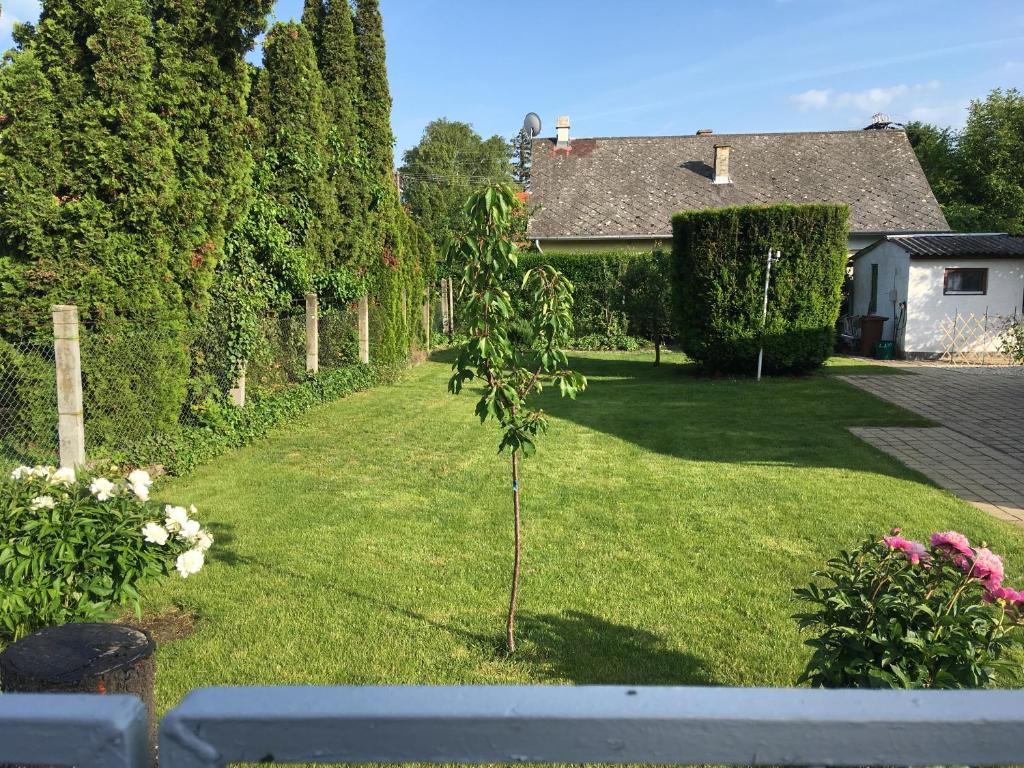 een kleine boom in de tuin van een huis bij Zsuzsa Vendégháza in Balatonfüred