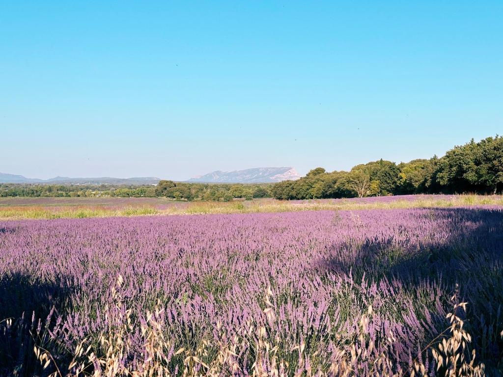 a field of purple flowers in a field at Maison Françoise in Aix-en-Provence