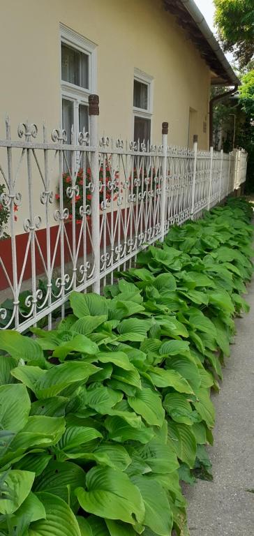 una cerca con plantas verdes frente a una casa en Marika vendégház, en Abádszalók