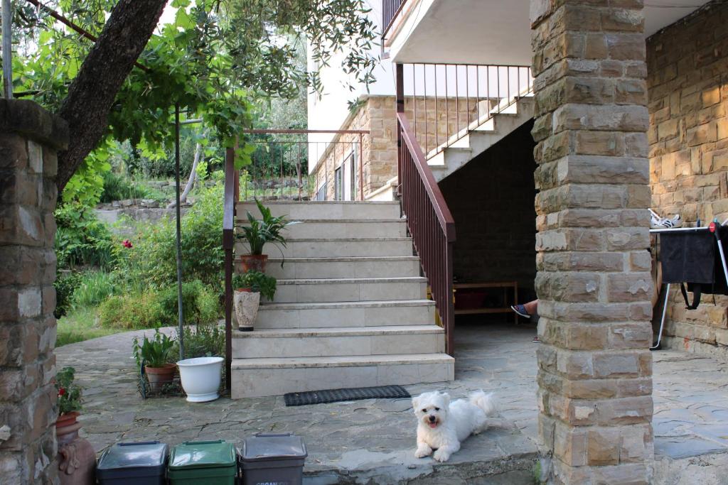a white dog sitting in front of a staircase at BELLA VISTA BOLOGNESE in Trespiano
