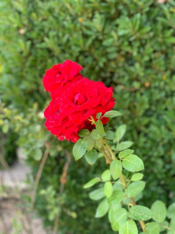 Residence Melody - Adult only - 18