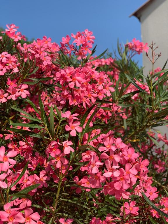 Residence Melody - Adult only - 17