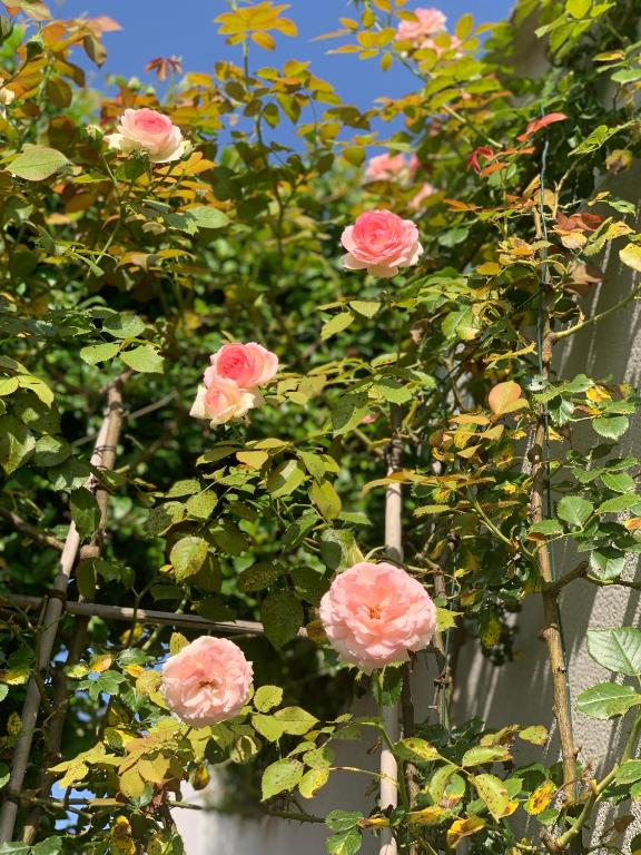 Residence Melody - Adult only - 14